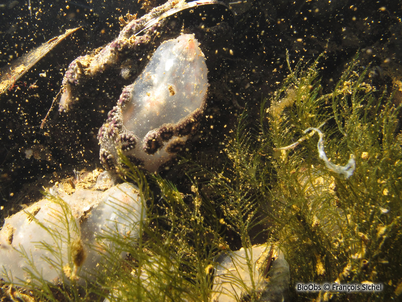 Bryopsis plumeux - Bryopsis plumosa - François Sichel - BioObs