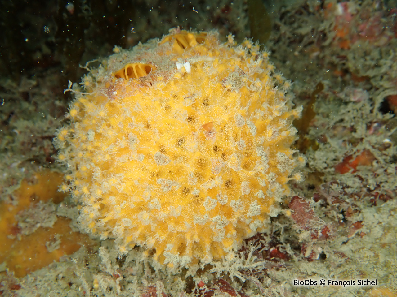 Orange de mer - Tethya citrina - François Sichel - BioObs