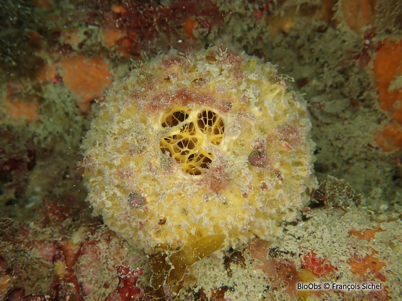 Orange de mer - Tethya citrina - François Sichel - BioObs