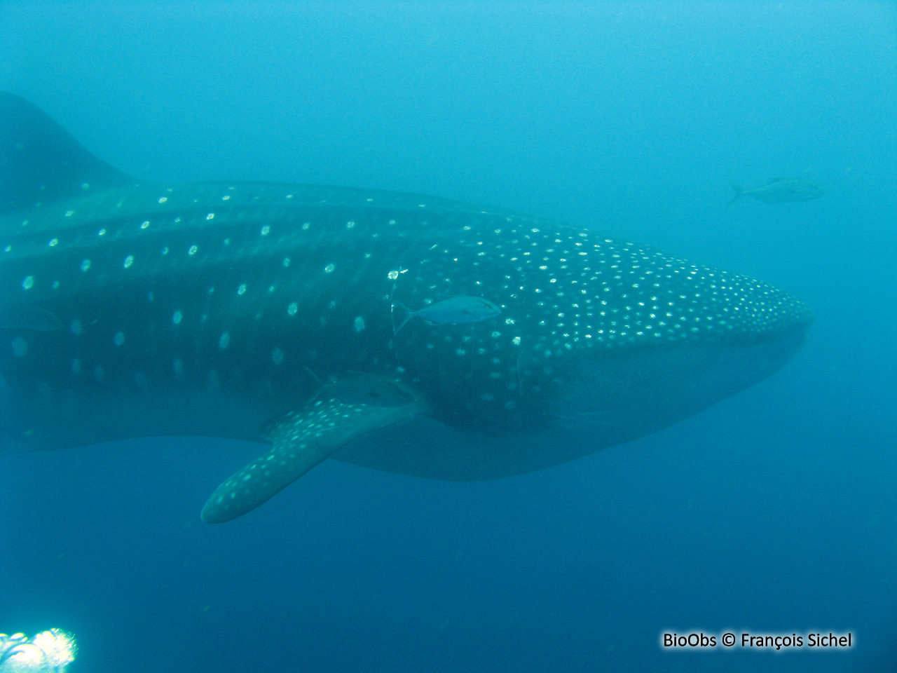 Requin-baleine - Rhincodon typus - François Sichel - BioObs