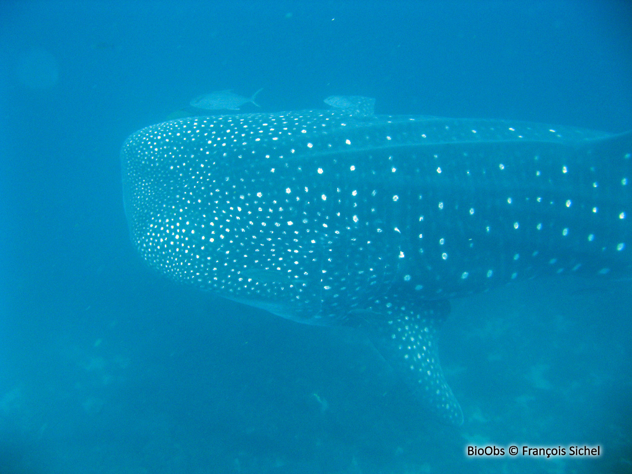 Requin-baleine - Rhincodon typus - François Sichel - BioObs