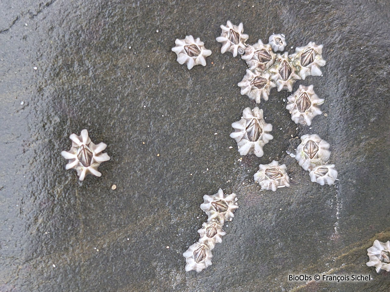 Balane croix de Malte - Austrominius modestus - François Sichel - BioObs