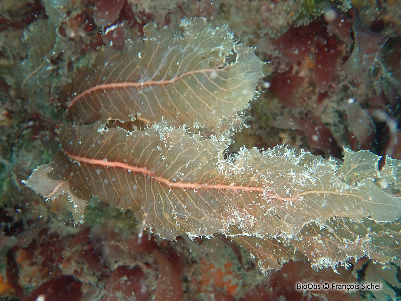 Algue feuille de châtaignier - Delesseria sanguinea - François Sichel - BioObs