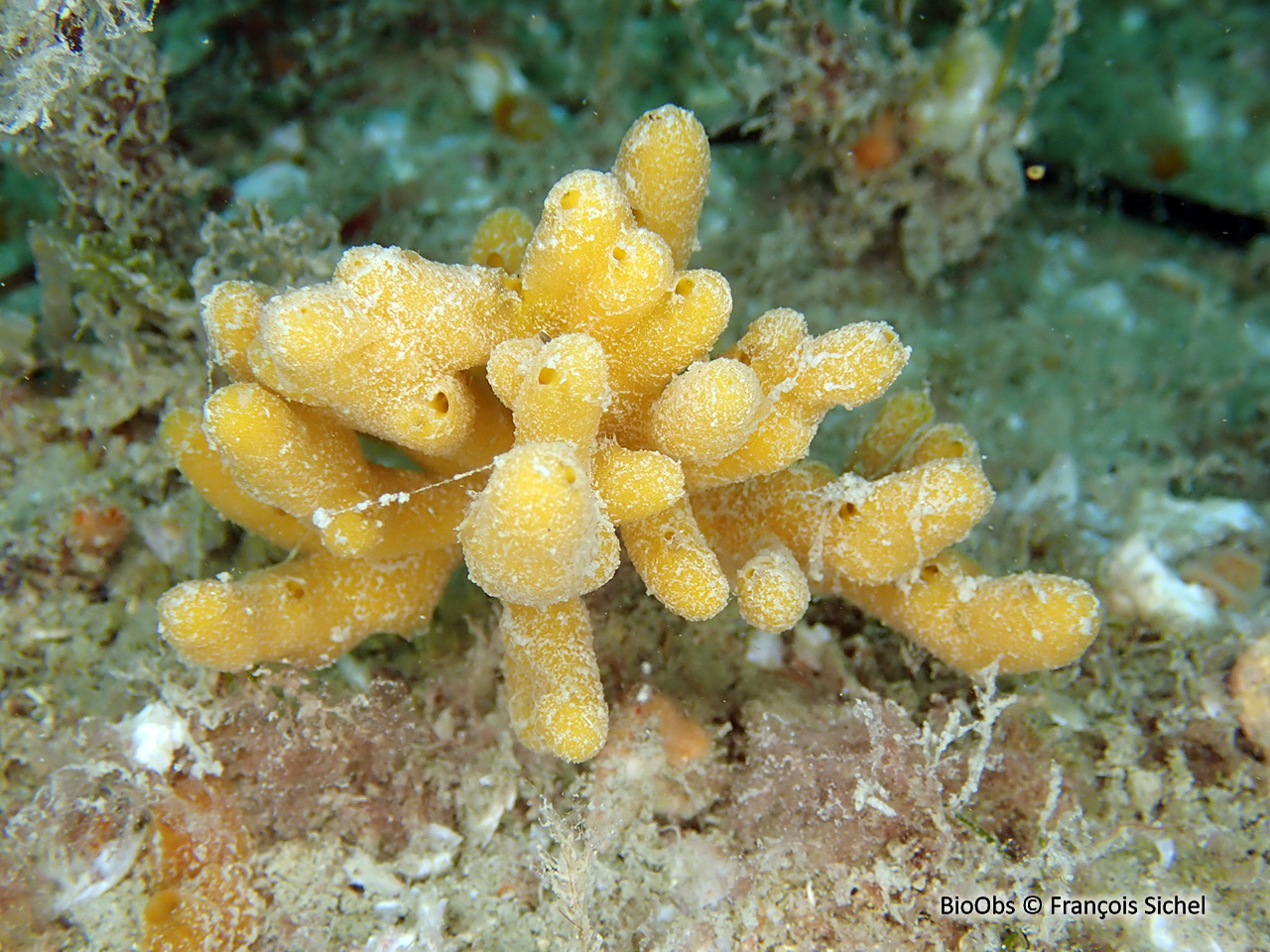 Axinelle tortueuse - Homaxinella subdola - François Sichel - BioObs