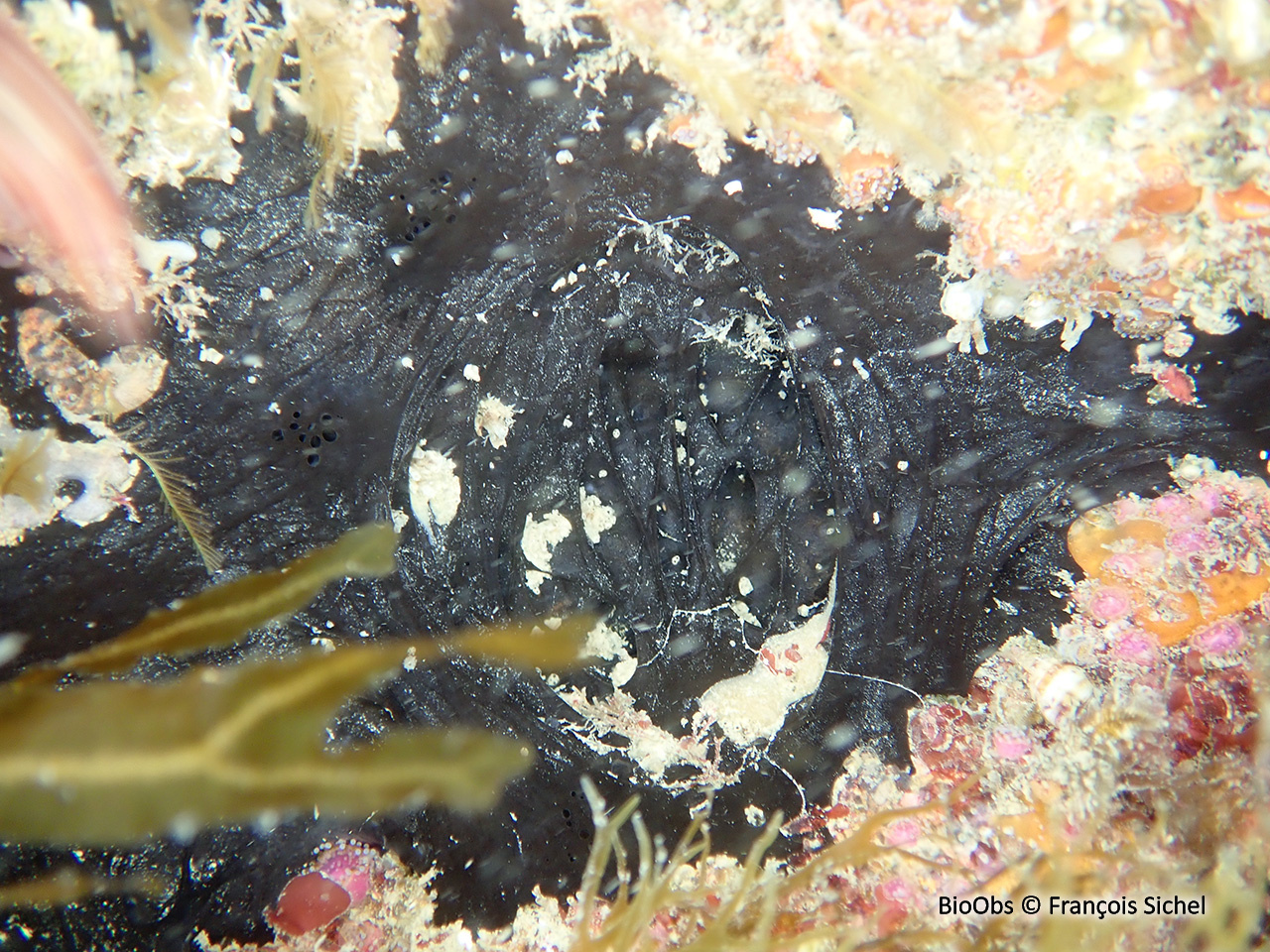Eponge aile de chauve souris - Dercitus (Dercitus) bucklandi - François Sichel - BioObs