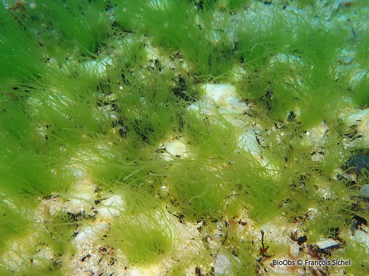 Entéromorphe - Ulva compressa - François Sichel - BioObs