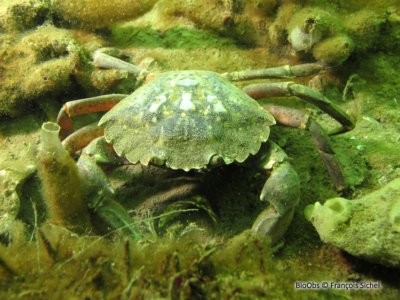 Crabe vert - Carcinus maenas - François Sichel - BioObs