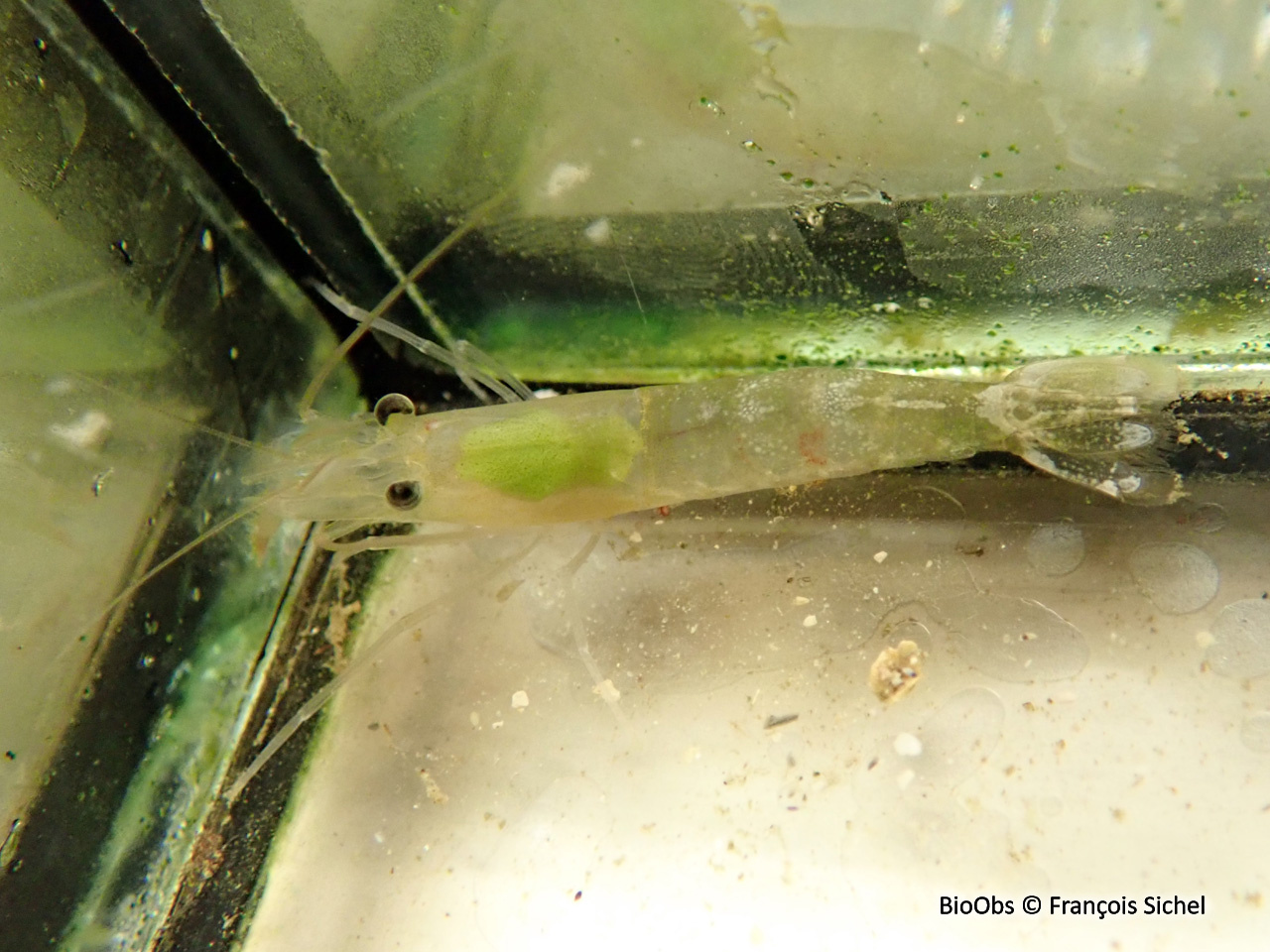 Crevette autruche comestible - Processa edulis edulis - François Sichel - BioObs