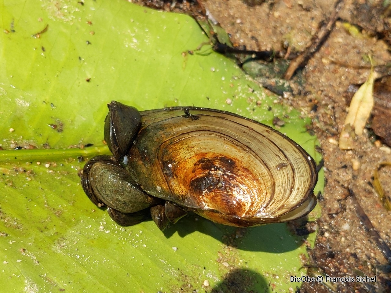 Anodonte - Anodonta sp. - François Sichel - BioObs