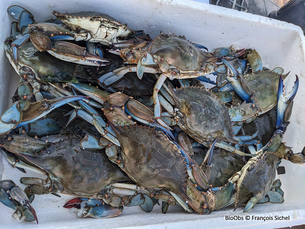 Crabe bleu américain - Callinectes sapidus - François Sichel - BioObs