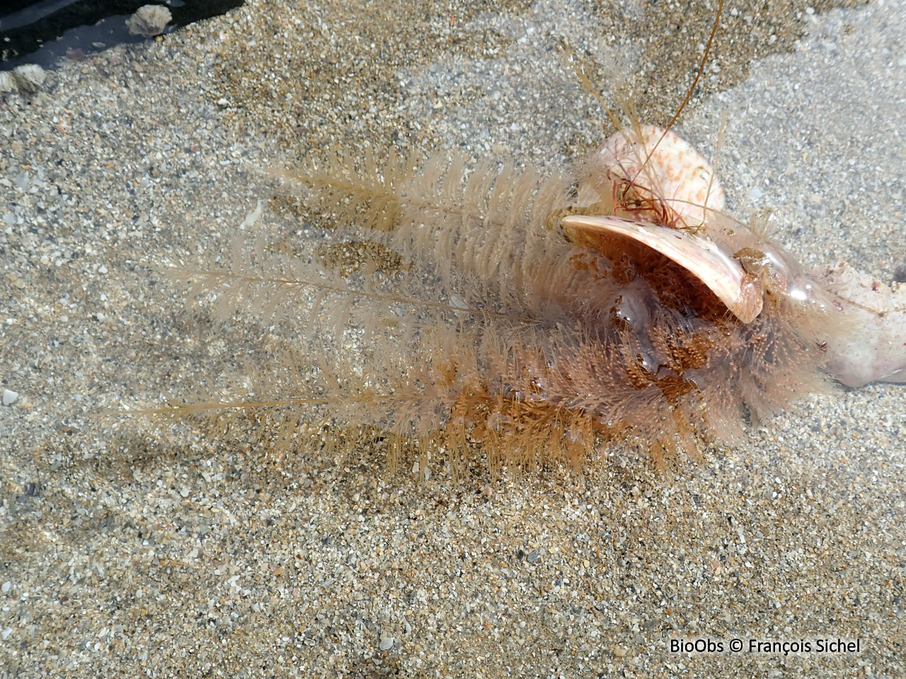 Hydraire queue d'écureuil - Sertularia cupressina - François Sichel - BioObs
