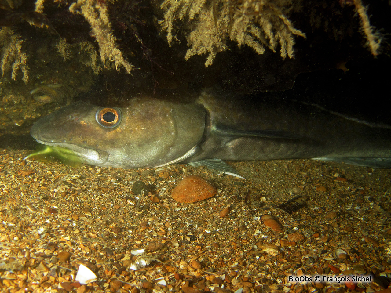 Morue franche - Gadus morhua - François Sichel - BioObs