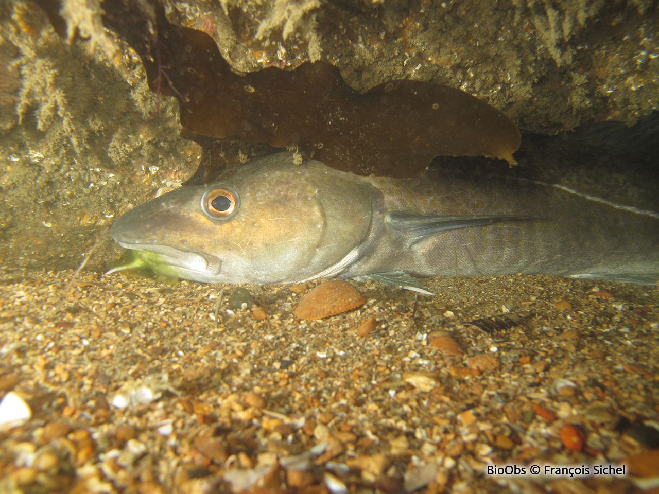 Morue franche - Gadus morhua - François Sichel - BioObs