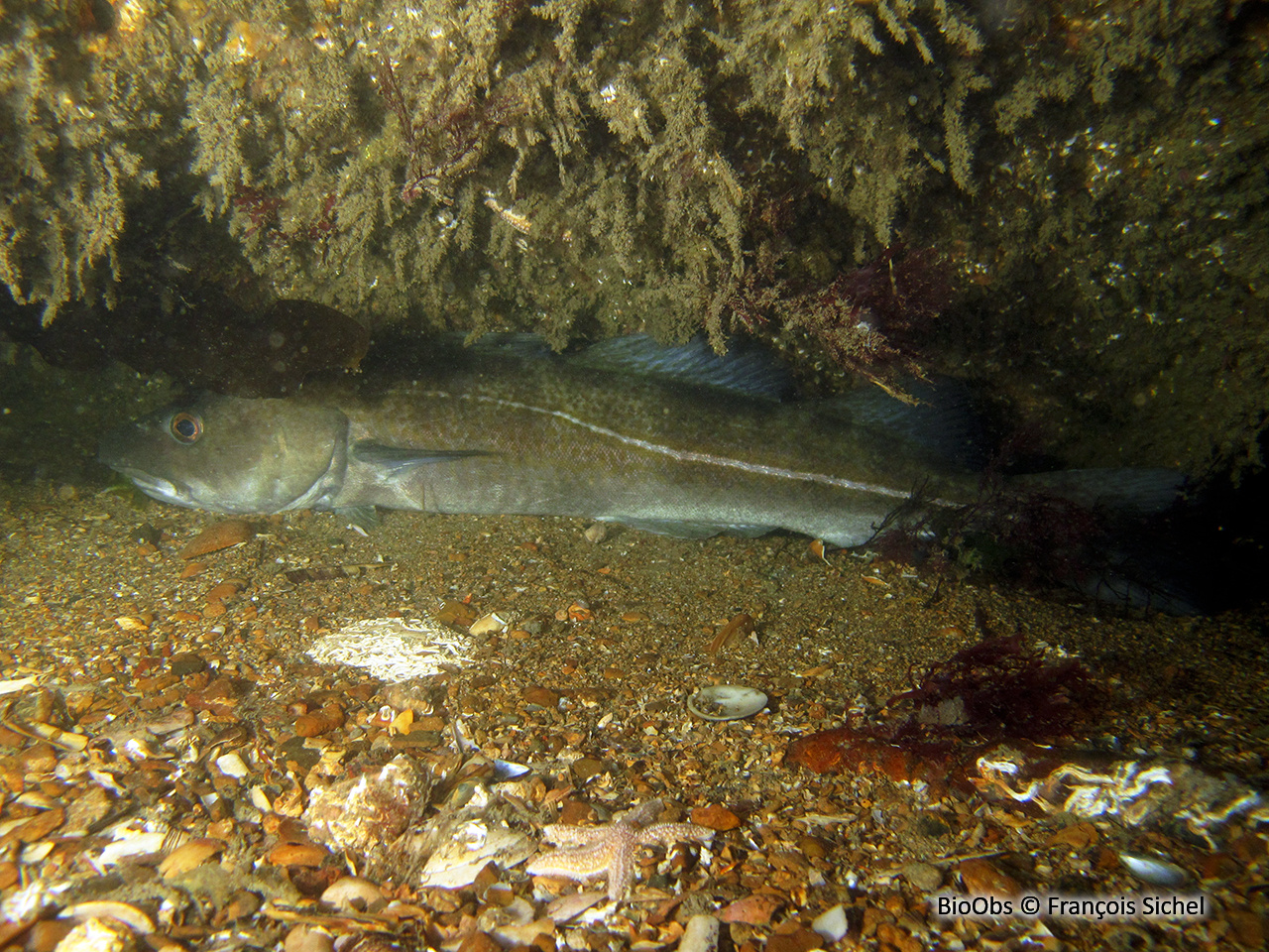 Morue franche - Gadus morhua - François Sichel - BioObs