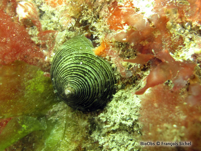 Troque jujube - Calliostoma zizyphinum - François Sichel - BioObs