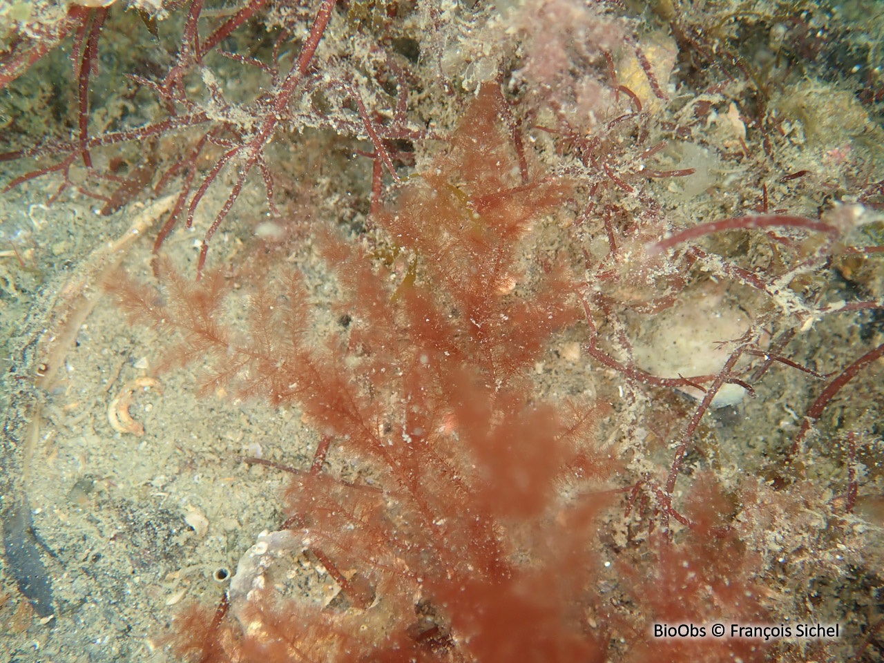 Plume épineuse rouge - Bonnemaisonia asparagoides - François Sichel - BioObs