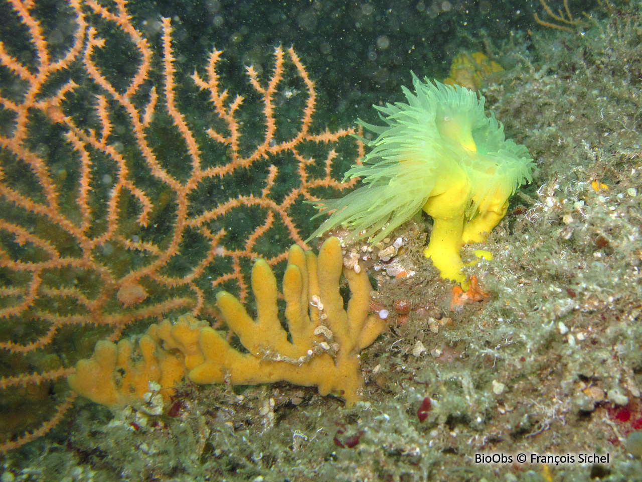 Corail arborescent jaune - Dendrophyllia cornigera - François Sichel - BioObs