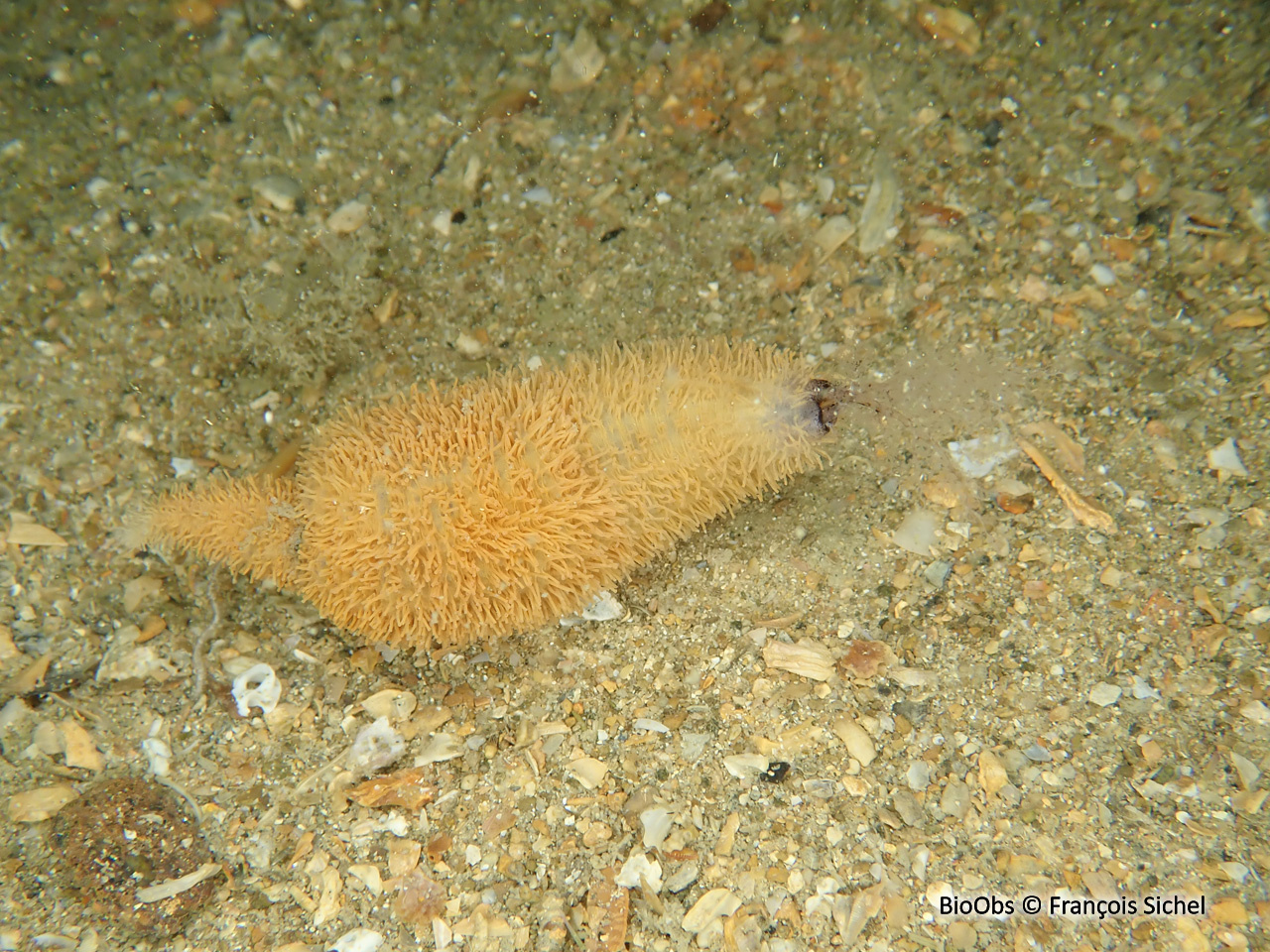 Lèche-doigts épineux - Thyone roscovita - François Sichel - BioObs