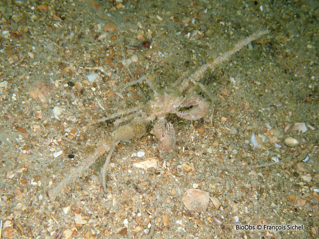 Crabe-araignée scorpion - Inachus dorsettensis - François Sichel - BioObs