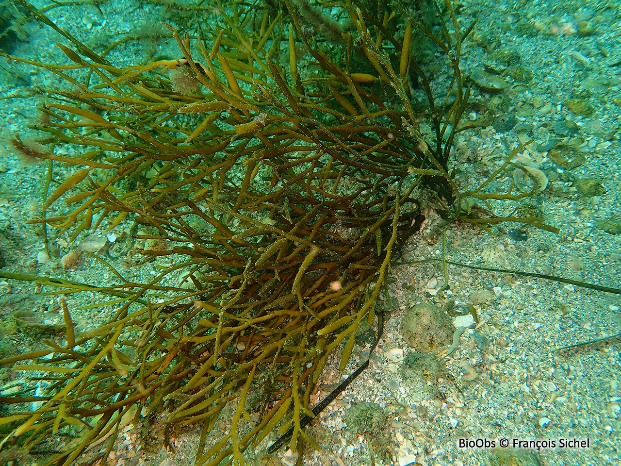 Queue de poulain - Halidrys siliquosa - François Sichel - BioObs