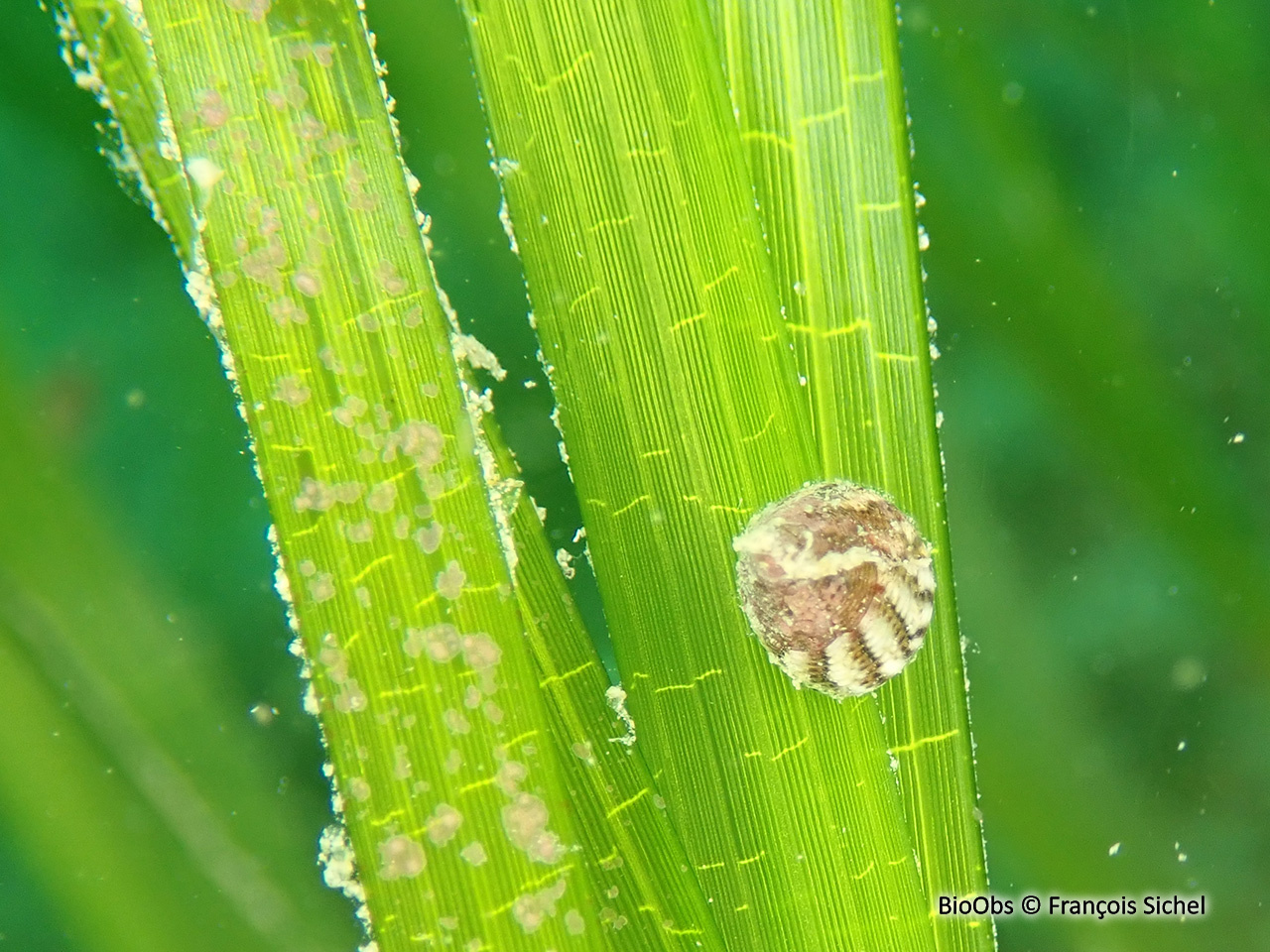 Troque jujube striée - Jujubinus striatus - François Sichel - BioObs