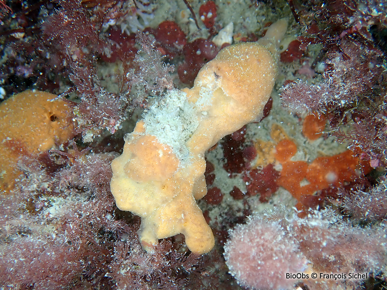 Clathria veinée - Clathria (Microciona) strepsitoxa - François Sichel - BioObs