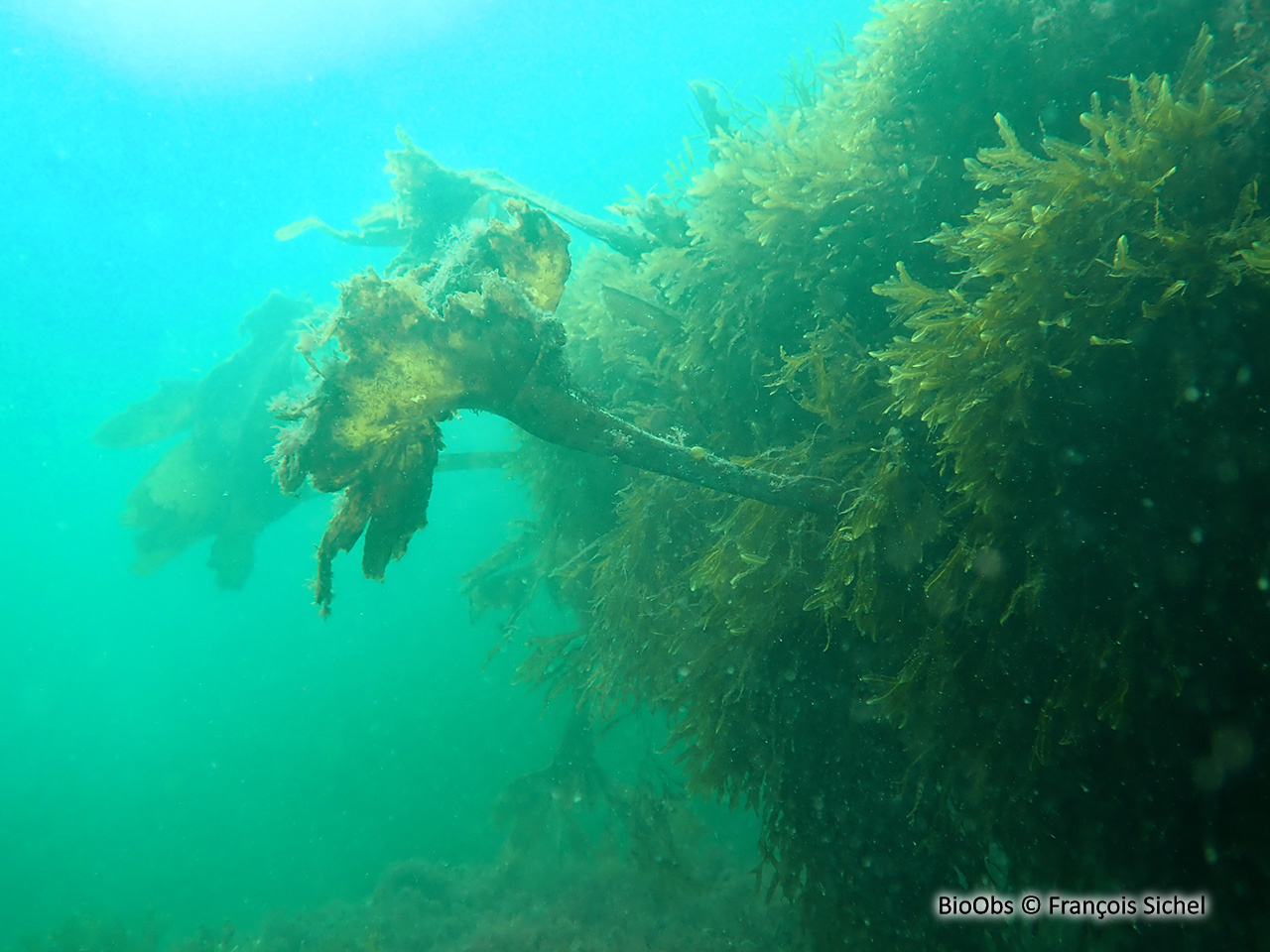 Laminaire à bulbe - Saccorhiza polyschides - François Sichel - BioObs
