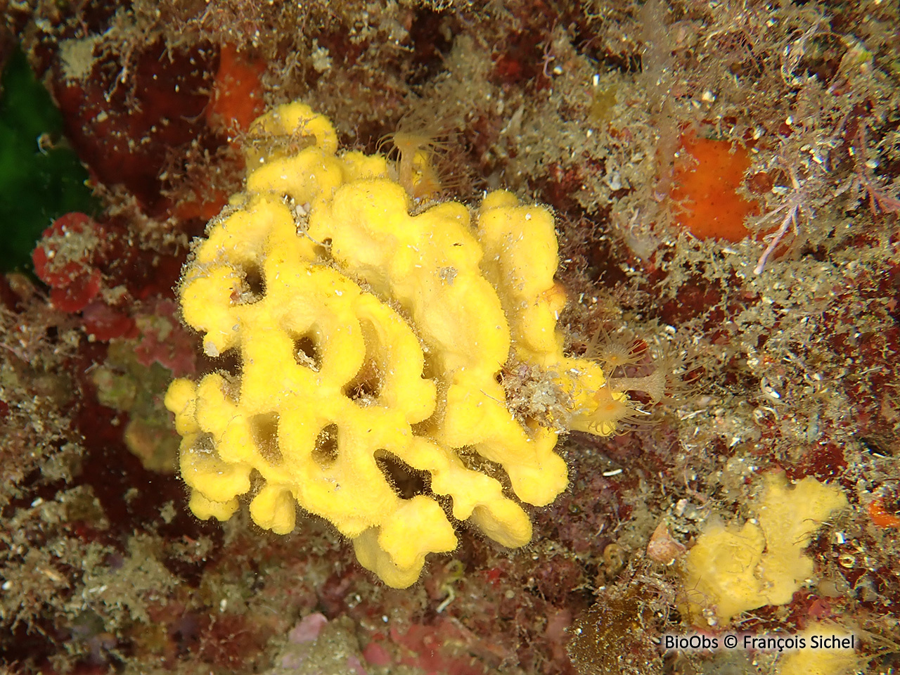 Axinelle plate - Axinella damicornis - François Sichel - BioObs
