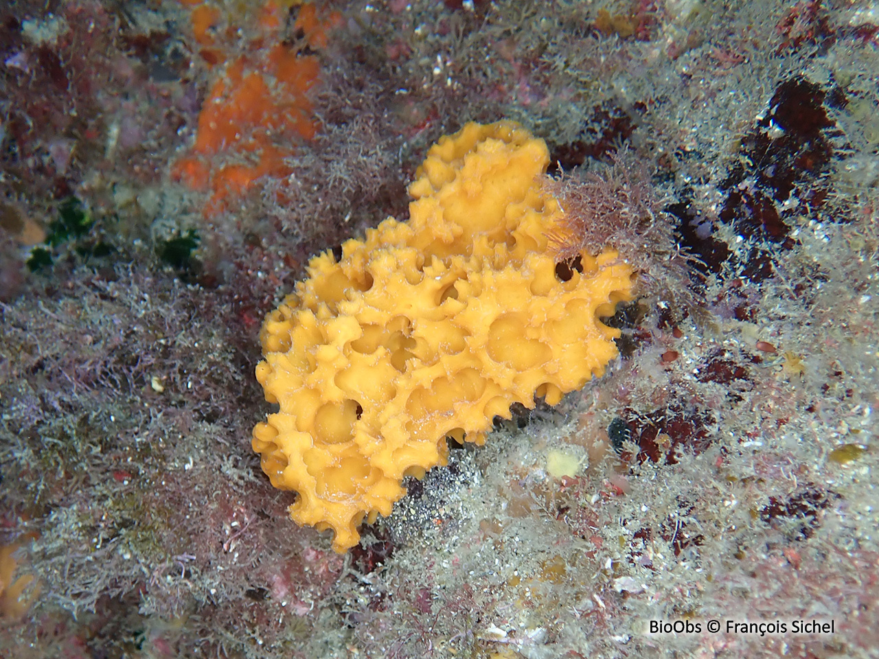 Eponge épineuse orange - Acanthella acuta - François Sichel - BioObs