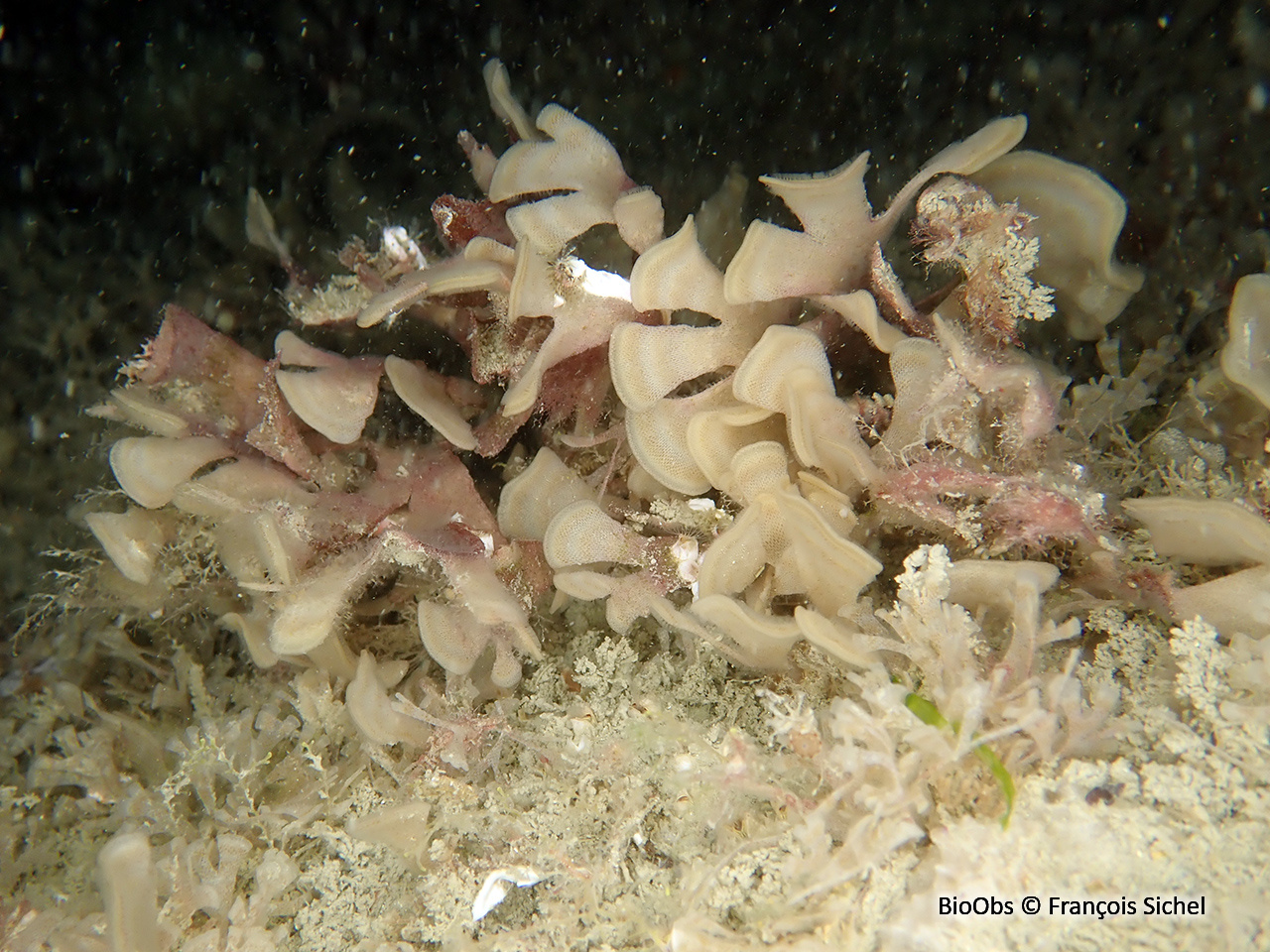 Grande flustre - Flustra foliacea - François Sichel - BioObs