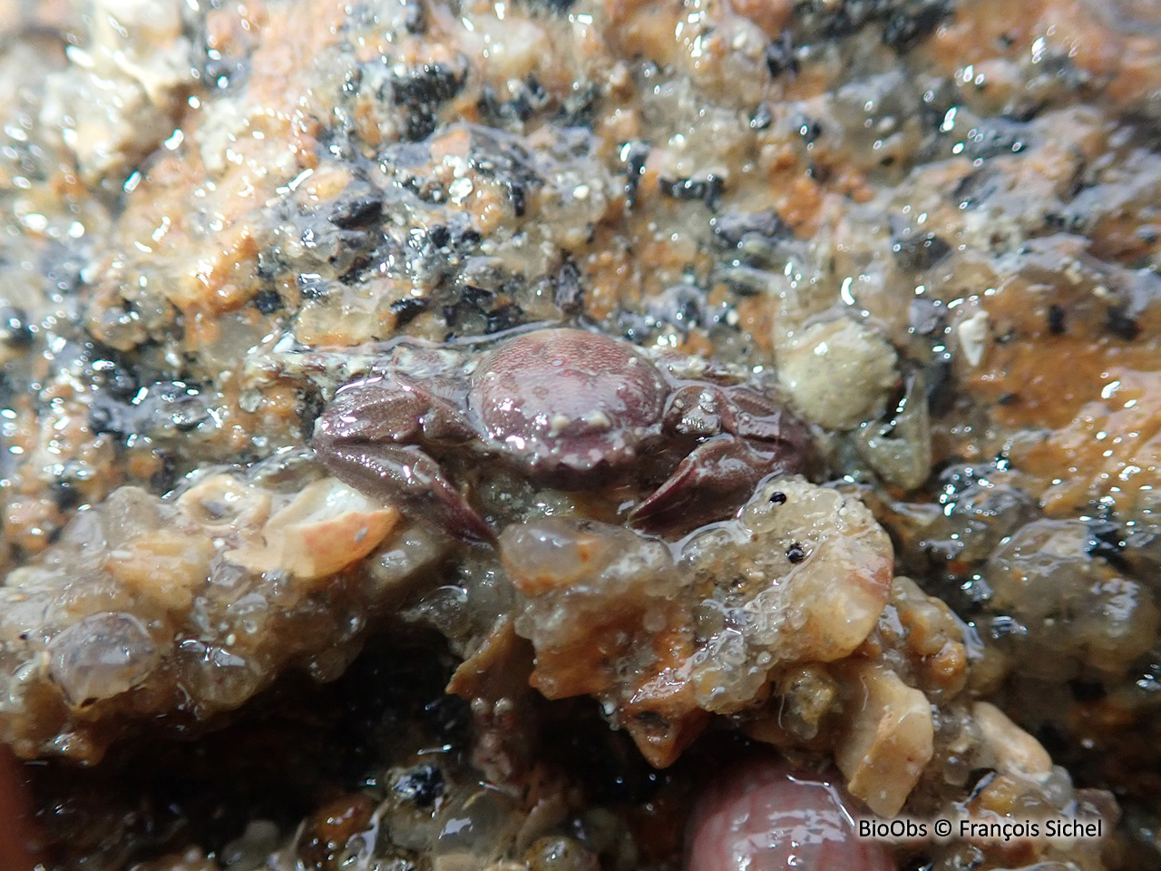 Crabe porcelaine à longues pinces - Pisidia longicornis - François Sichel - BioObs