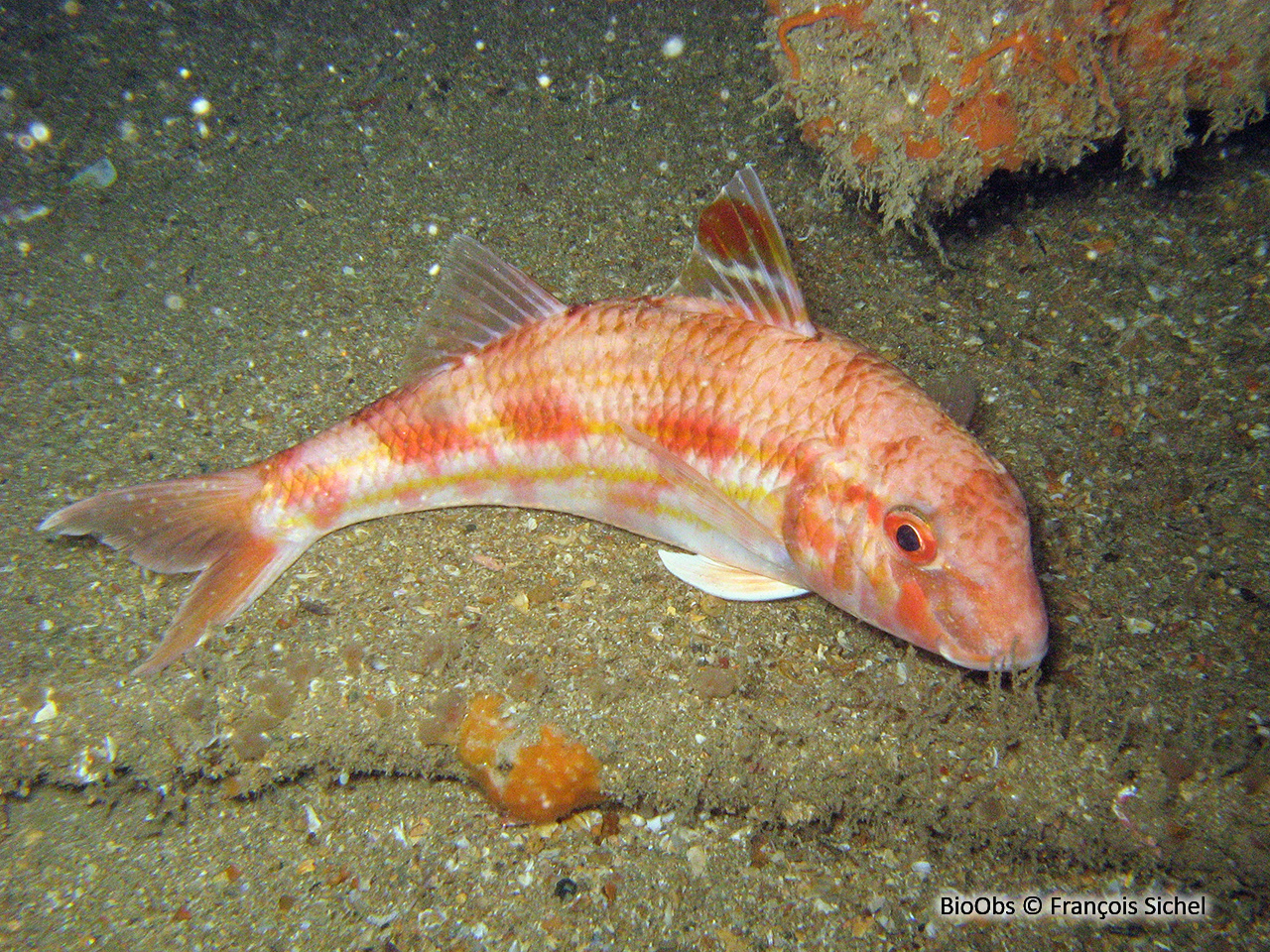 Rouget de roche - Mullus surmuletus - François Sichel - BioObs