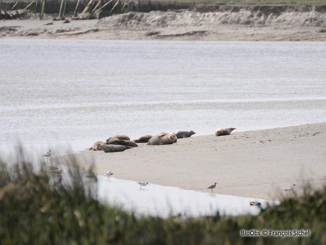 Phoque commun - Phoca vitulina - François Sichel - BioObs