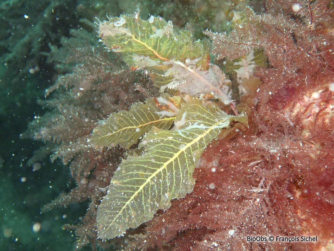 Algue feuille de châtaignier - Delesseria sanguinea - François Sichel - BioObs