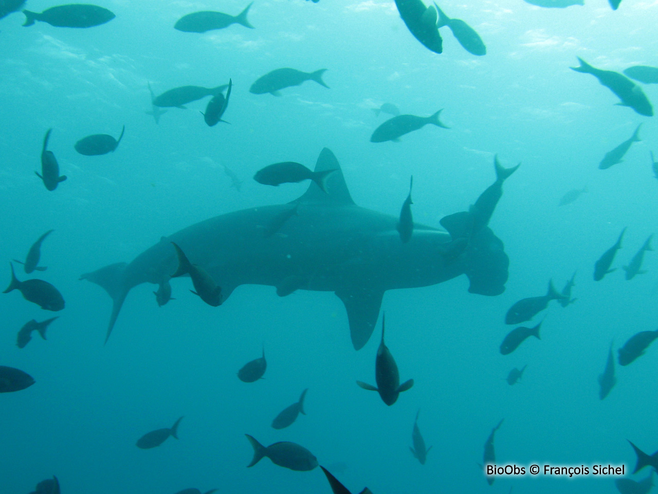 Requin-marteau halicorne - Sphyrna lewini - François Sichel - BioObs