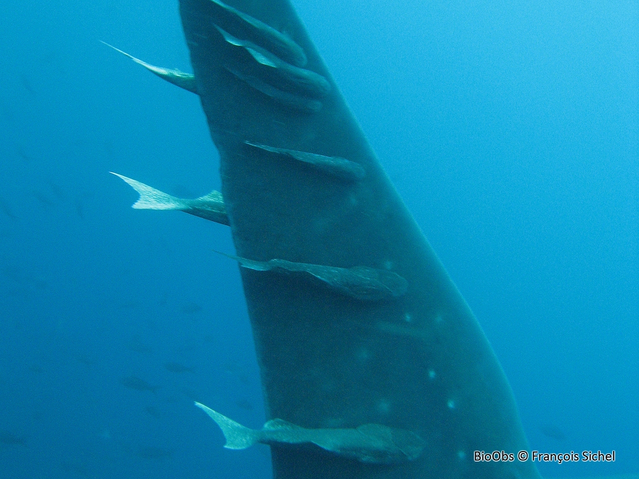 Rémora des cétacés - Remora australis - François Sichel - BioObs