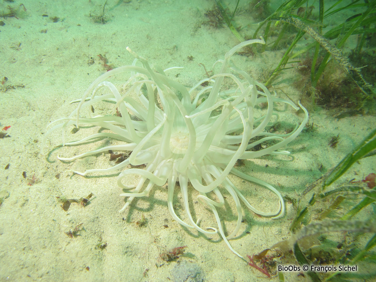 Andrésie - Andresia partenopea - François Sichel - BioObs