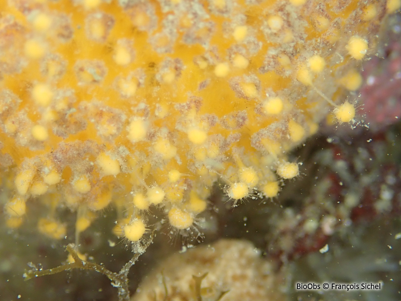 Orange de mer - Tethya citrina - François Sichel - BioObs