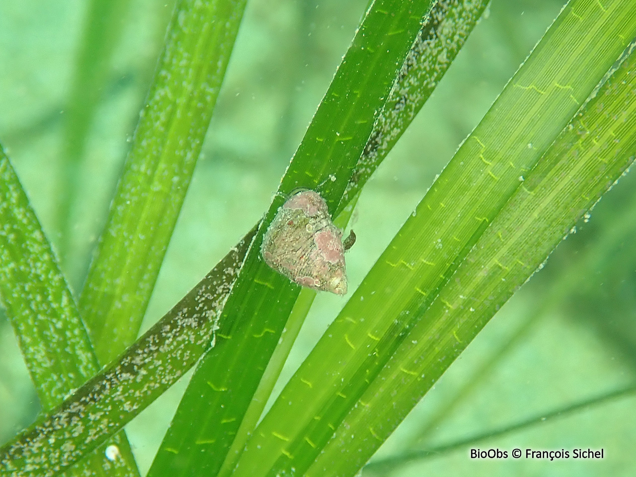 Troque jujube striée - Jujubinus striatus - François Sichel - BioObs