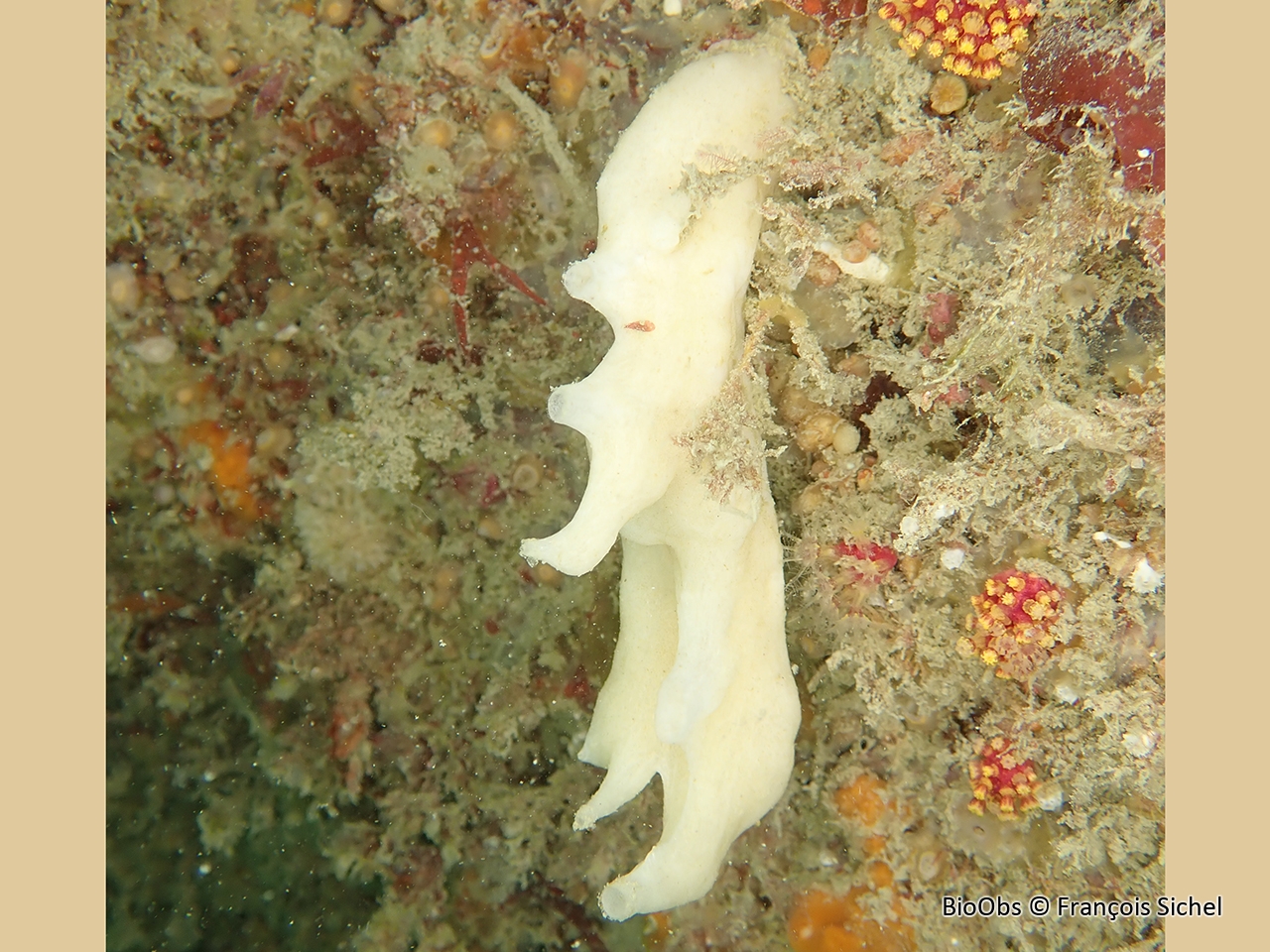 Eponge de Gosse - Leucandra gossei - François Sichel - BioObs