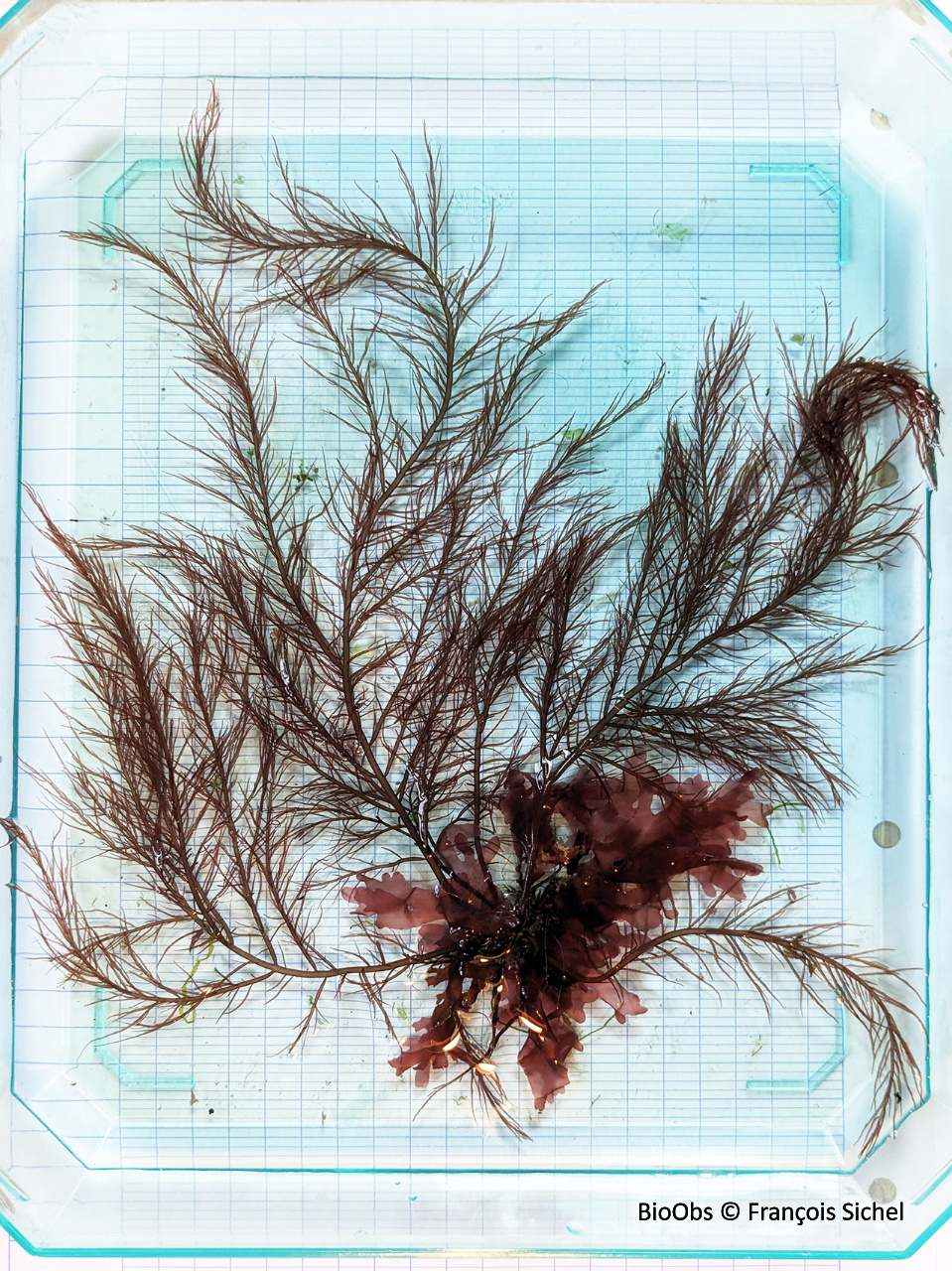 Algue pourpre à crampon - Cystoclonium purpureum - François Sichel - BioObs