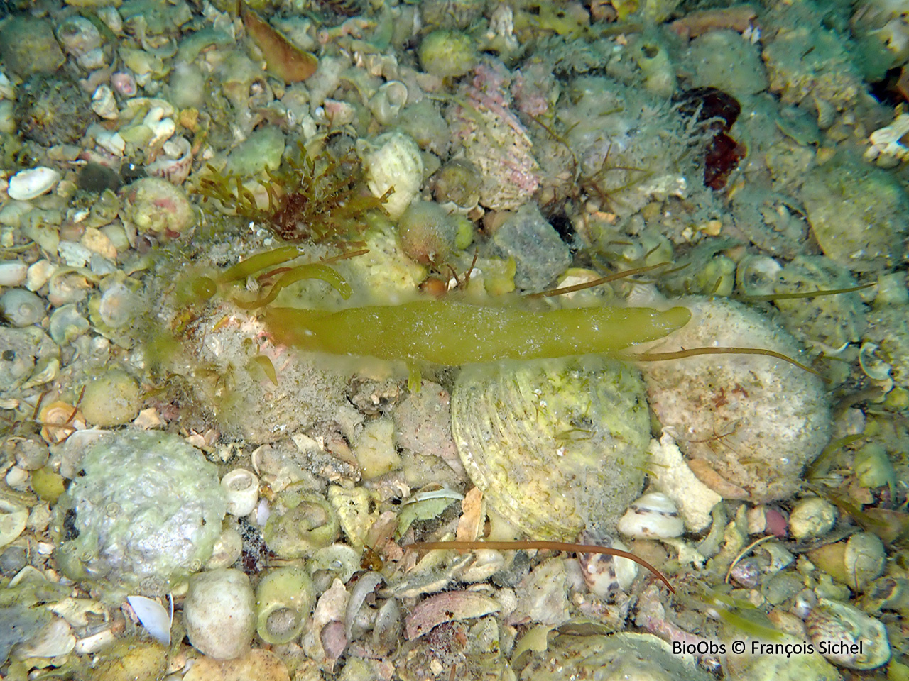 Asperococcus bullosus - Asperococcus bullosus - François Sichel - BioObs