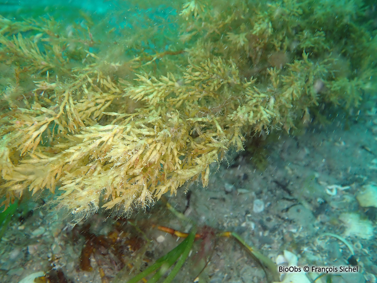 Cystoseire dorée - Gongolaria barbata - François Sichel - BioObs