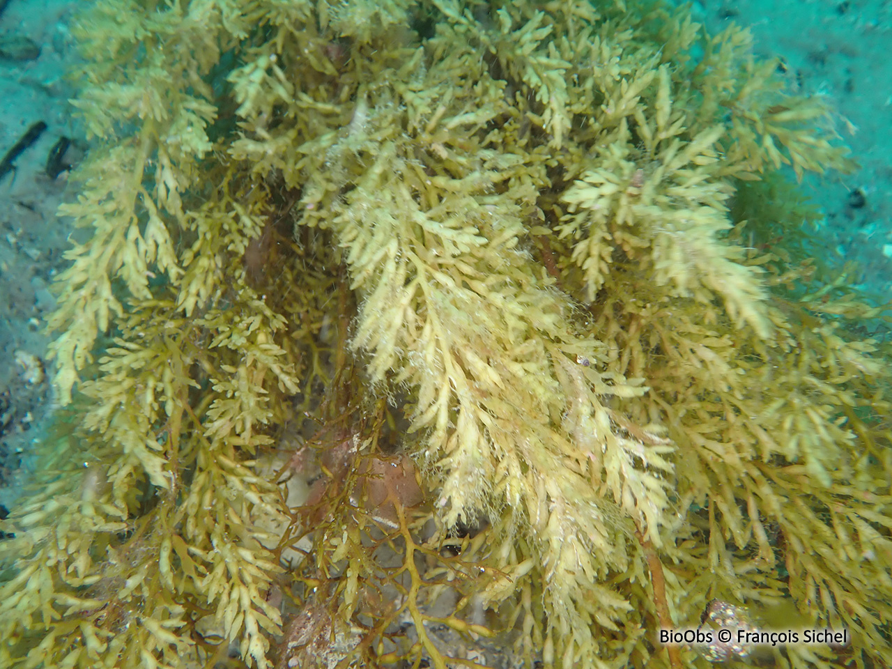 Cystoseire dorée - Gongolaria barbata - François Sichel - BioObs
