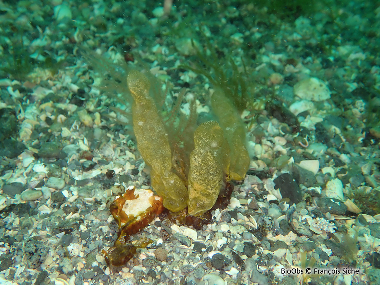 Asperococcus bullosus - Asperococcus bullosus - François Sichel - BioObs