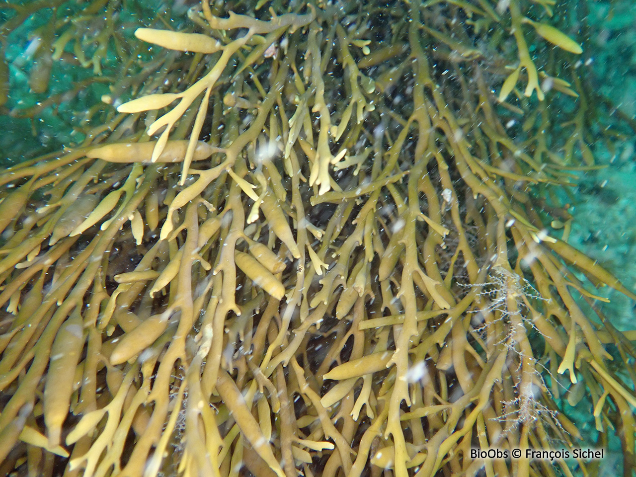 Queue de poulain - Halidrys siliquosa - François Sichel - BioObs