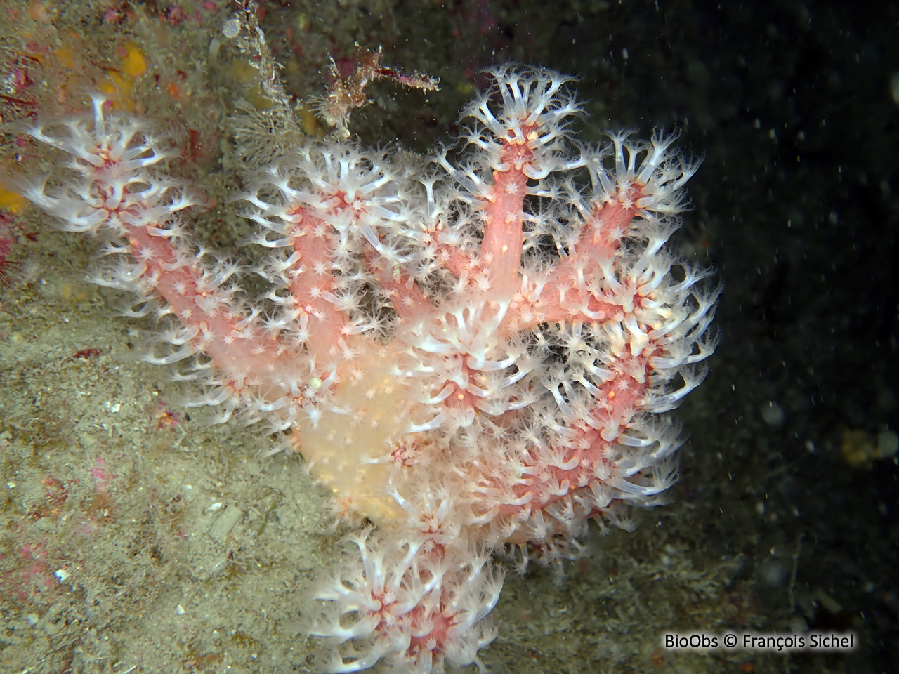 Alcyon rouge - Alcyonium glomeratum - François Sichel - BioObs