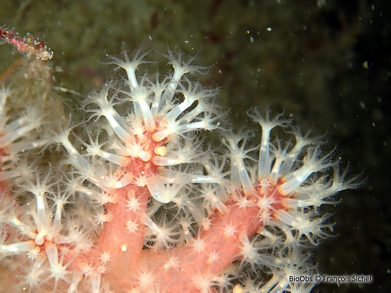 Alcyon rouge - Alcyonium glomeratum - François Sichel - BioObs