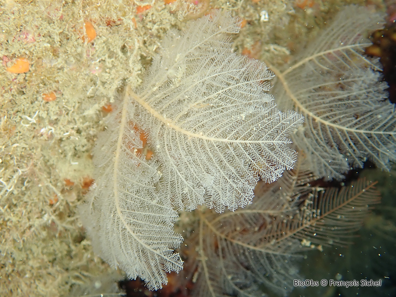 Grand hydraire plumeux - Polyplumaria flabellata - François Sichel - BioObs