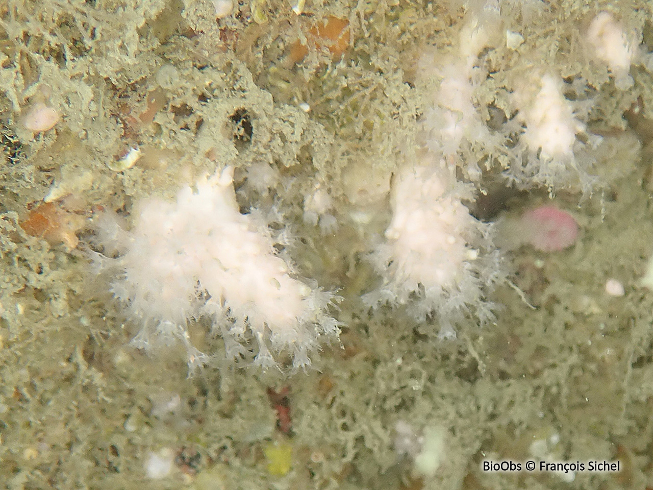 Petit alcyon rose - Alcyonium hibernicum - François Sichel - BioObs